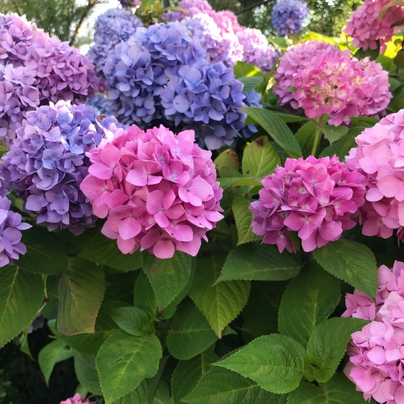 Meet your Posher, Isadora - Picture 11 of 15